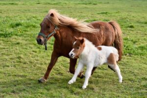Pony Power: 10 Reasons Why Ponies Make Great Family Companions