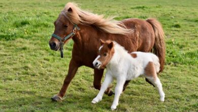 Pony Power: 10 Reasons Why Ponies Make Perfect Family Companions (US)