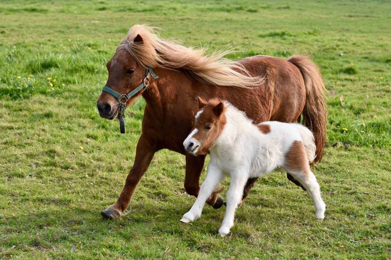 Pony Power: 10 Reasons Why Ponies Make Perfect Family Companions (US)