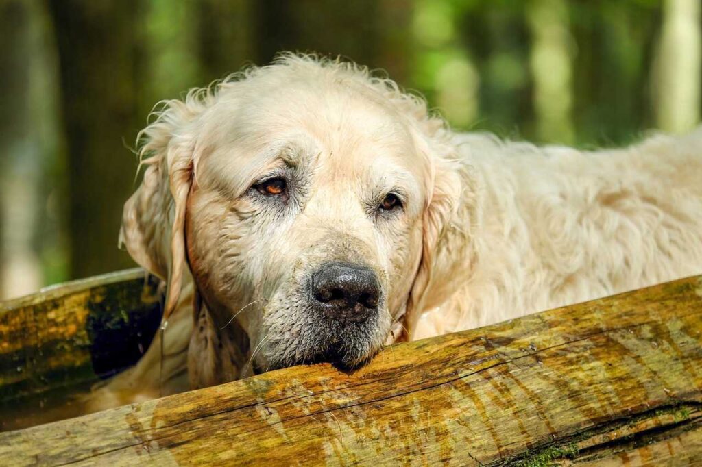 Dog ACL Injury and Weight