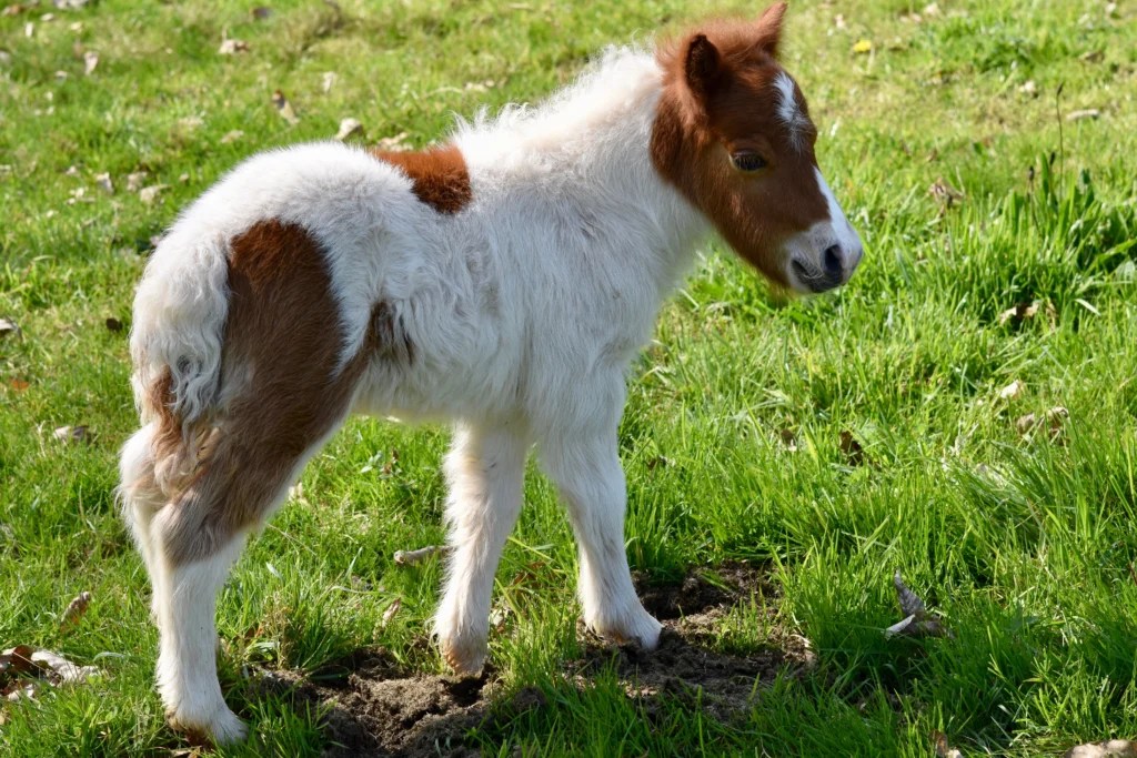 Are Ponies Good for First Time Horse Owner? 10 Family Benefits