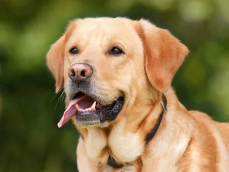 Dog ACL Injury and Weight: 15 Powerful Tips to Keep Your Pup Safe Dog ACL Injury and Weight
