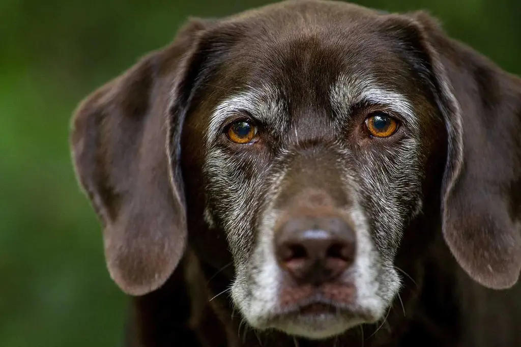 Dog ACL Injury and Weight