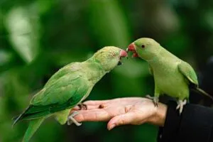 How to Be a Responsible Bird Owner: The Complete Pet Bird Guide (2026)