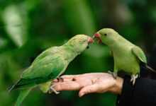 7 Crucial Steps to Ethical Bird Ownership: A Guide to Responsible Care