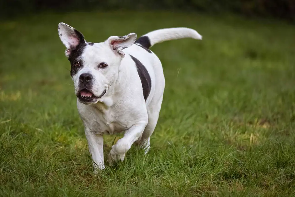 Dog ACL Injury and Weight