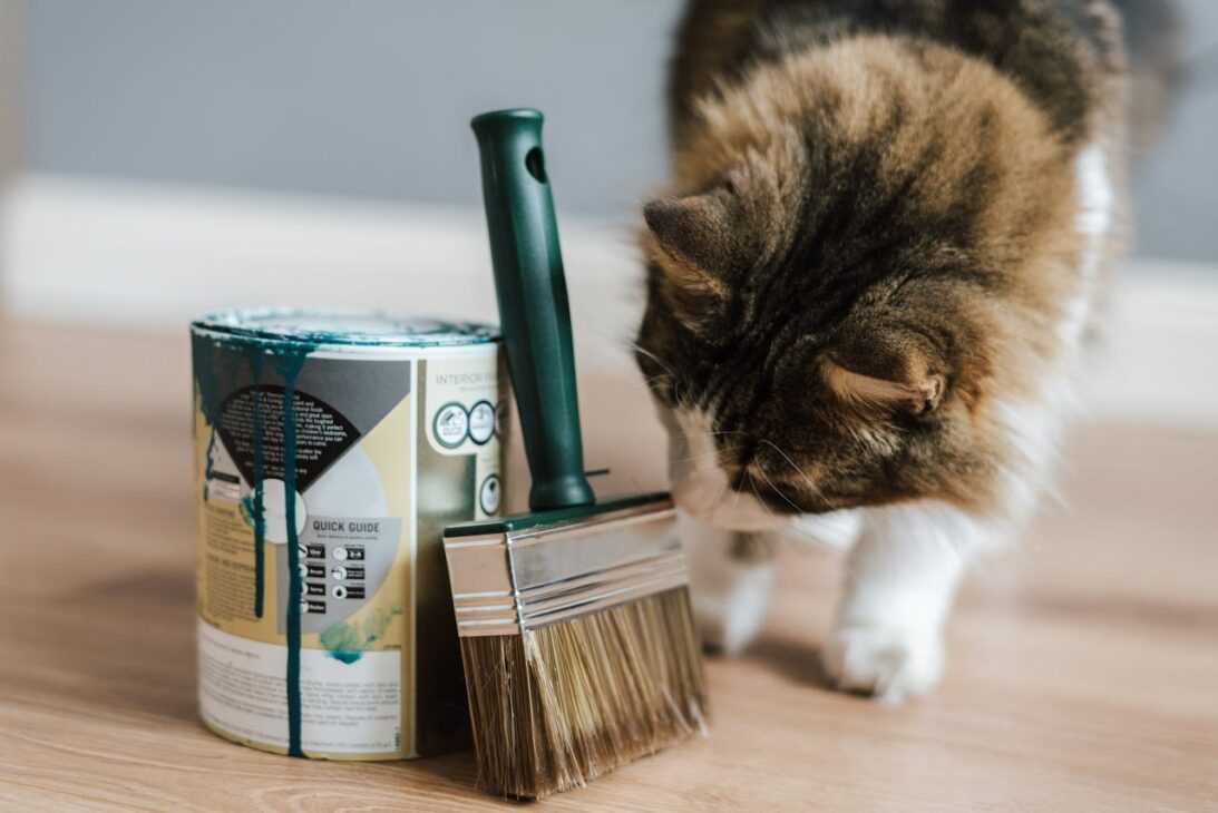 Pet Art and Crafts: DIY Projects for Creative Pet Lovers