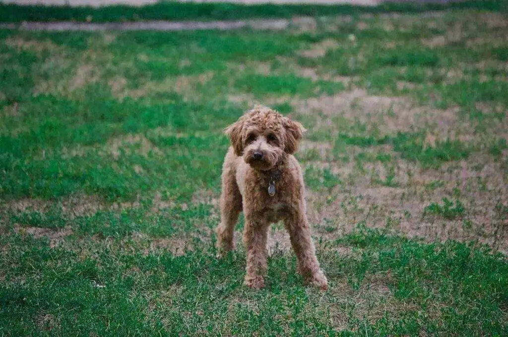 The Best Family Dog Breeds:"first-time owner" and "financial reality"