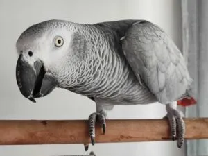 How Intelligent Are Pet Birds Compared to Dogs? 11 Surprising Scientific Discoveries
