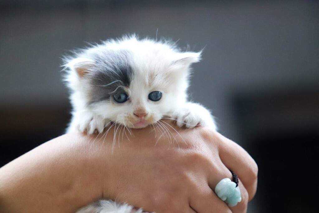 Kitten Teething: Comprehensive Guide to Symptoms, and 7 Relief Strategies