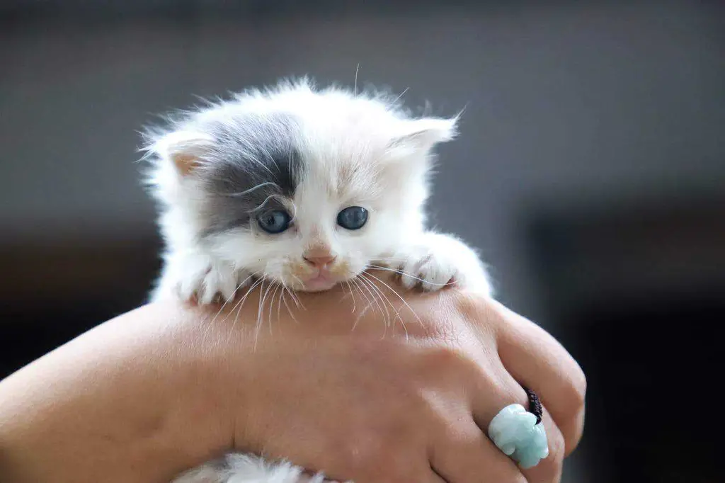 Kitten Teething: Comprehensive Guide to Symptoms, and 7 Relief Strategies Kitten Teething: Comprehensive Guide to Symptoms, and 7 Relief Strategies