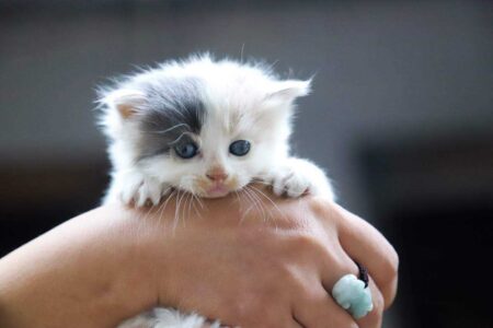 Kitten Teething: Comprehensive Guide to Symptoms, and 7 Relief Strategies