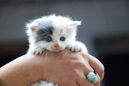 Kitten Teething: Comprehensive Guide to Symptoms, and 7 Relief Strategies Kitten Teething: Comprehensive Guide to Symptoms, and 7 Relief Strategies