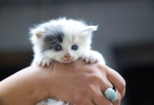 Kitten Teething: Comprehensive Guide to Symptoms, and 7 Relief Strategies
