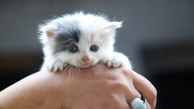 Kitten Teething: Comprehensive Guide to Symptoms, and 7 Relief Strategies