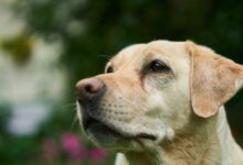 The Best Family Dog Breeds: Finding the Perfect Canine Companion for Your Household