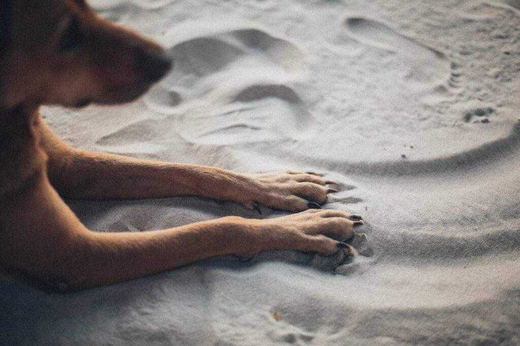 Healthy Paws: 10 Pawsome Ways to Keep Your Pup's Feet Fit 