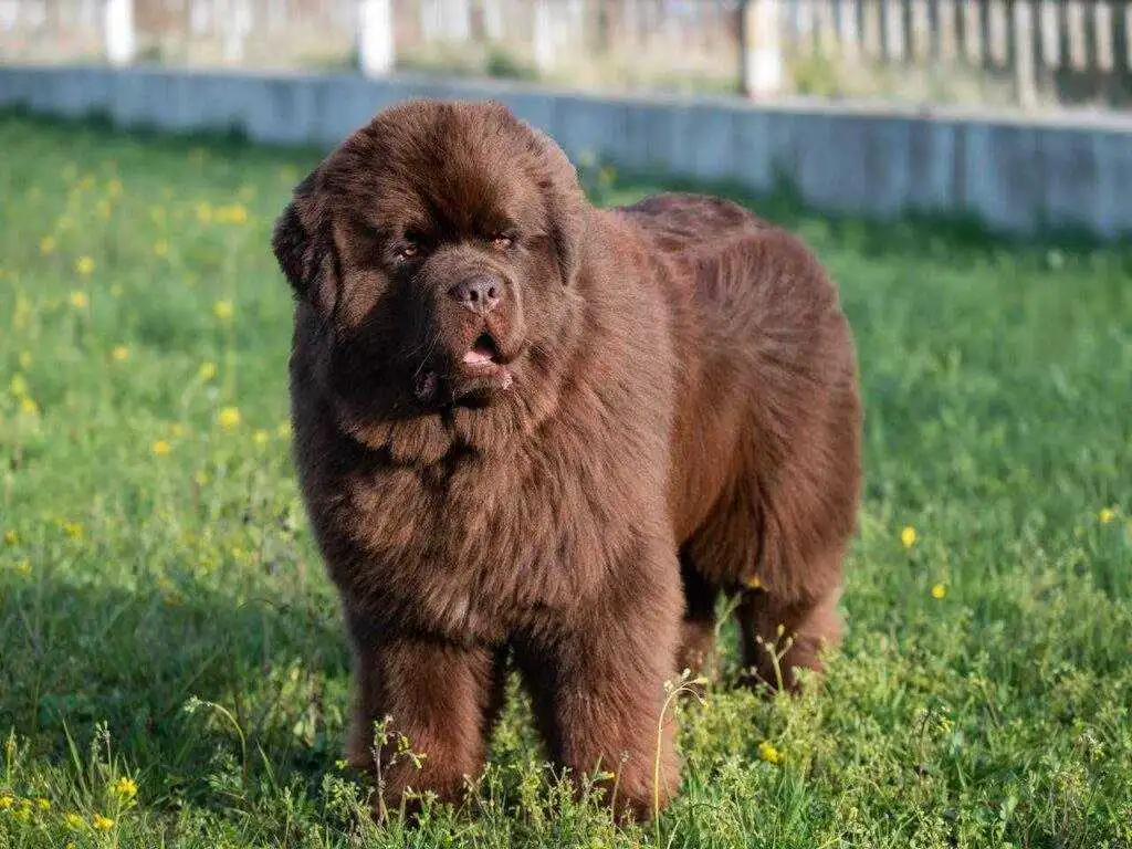 The Best Family Dog Breeds:"first-time owner" and "financial reality"