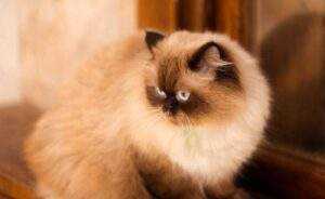 Cat Skin Problems: Ditch the Chemicals! 7 Effective Natural Solutions for Relief