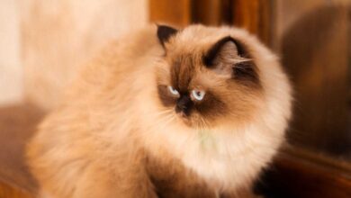 Cat Skin Problems: Ditch the Chemicals! 7 Effective Natural Solutions for Relief