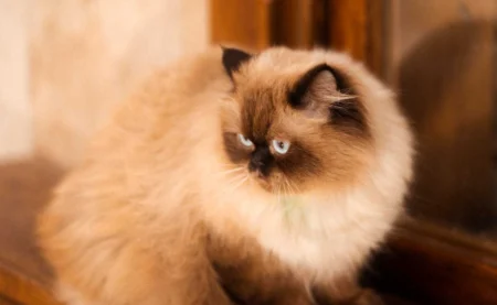 Home Remedies for Cat Itchy Skin Scratching: Natural Tips Home Remedies for Cat Itchy Skin Scratching: Natural Tips