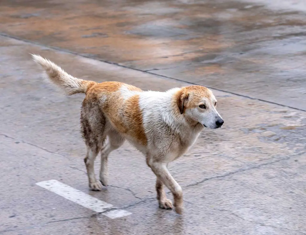 13 Ways to Keep Your Pup Happy on Rainy Days 14 Ways to Keep Your Pup Happy on Rainy Days