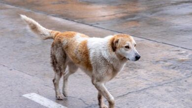 14 Ways to Keep Your Pup Happy on Rainy Days