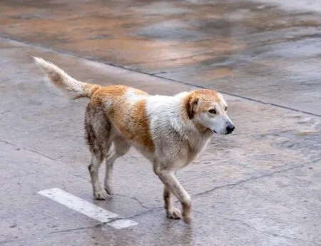14 Ways to Keep Your Pup Happy on Rainy Days