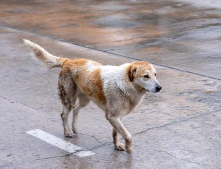 13 Ways to Keep Your Pup Happy on Rainy Days 14 Ways to Keep Your Pup Happy on Rainy Days
