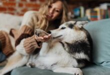 Healthy Paws: 10 Pawsome Ways to Keep Your Pup's Feet Fit