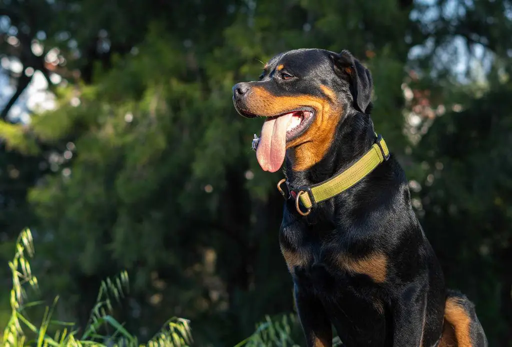 Dog ACL Injury and Weight