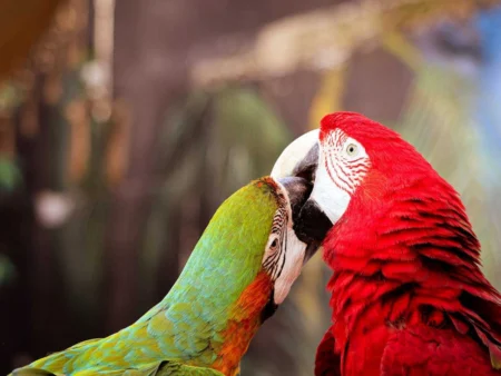 Conquer Common Bird Behavior Problems: 10 Solved! Frustrating Feathered Dilemmas Conquer Common Bird Behavior Problems: 10 Solved! Frustrating Feathered Dilemmas