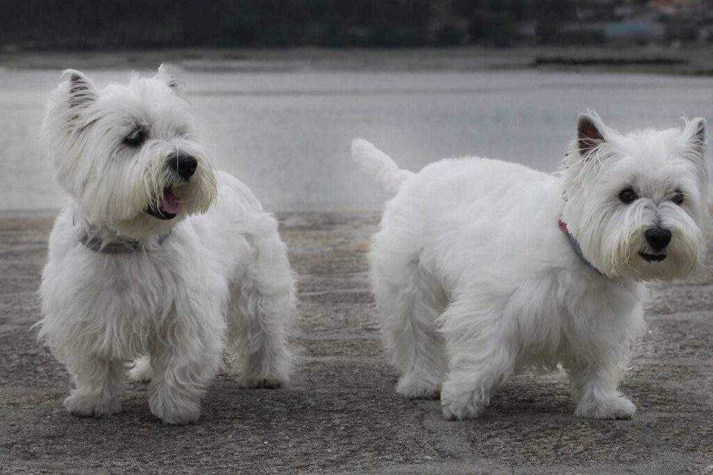 Seborrheic Dermatitis in Dogs: Is Your Breed at Risk? 3 Signs to Watch For!