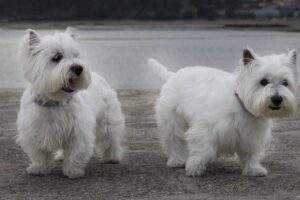 Seborrheic Dermatitis in Dogs: Is Your Breed at Risk? 3 Signs to Watch For!