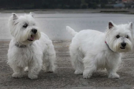 Seborrheic Dermatitis in Dogs: Is Your Breed at Risk? 3 Signs to Watch For! Seborrheic Dermatitis in Dogs: Is Your Breed at Risk? 3 Signs to Watch For!