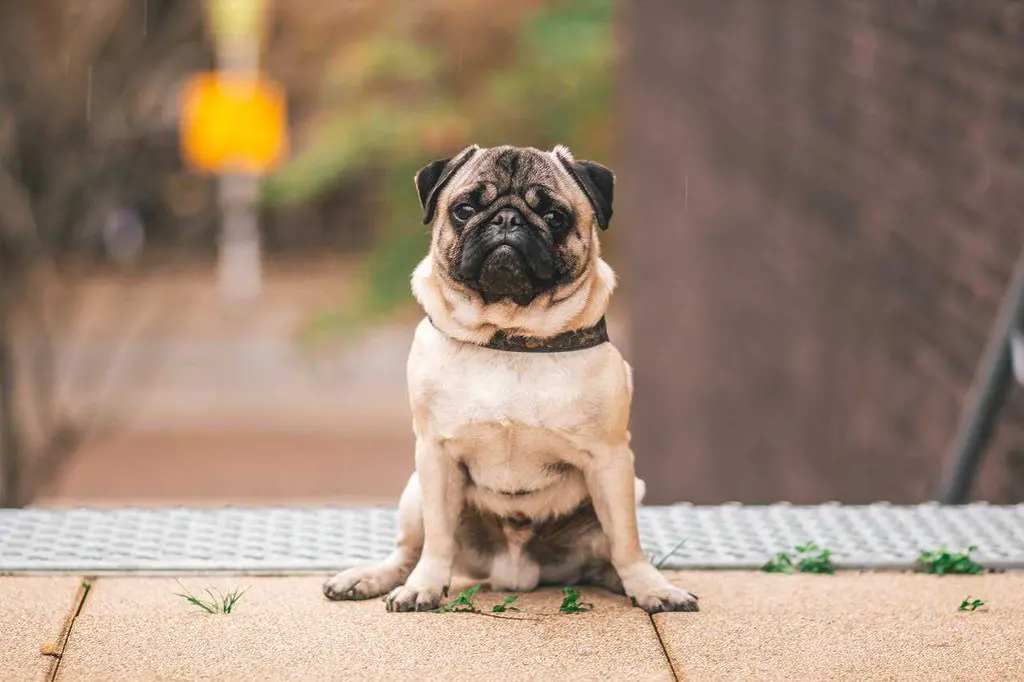 The Best Family Dog Breeds: First-Time Owner and Financial Reality Guide 2026 The Best Family Dog Breeds:"first-time owner" and "financial reality"