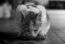 Royal Canin Kitten Food: Stop Tummy Troubles in 7 Easy Steps!