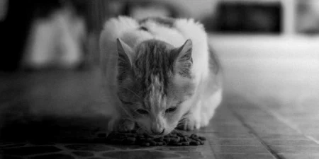 Royal Canin Kitten Food: Stop Tummy Troubles in 7 Easy Steps! Royal Canin Kitten Food: Stop Tummy Troubles in 7 Easy Steps!