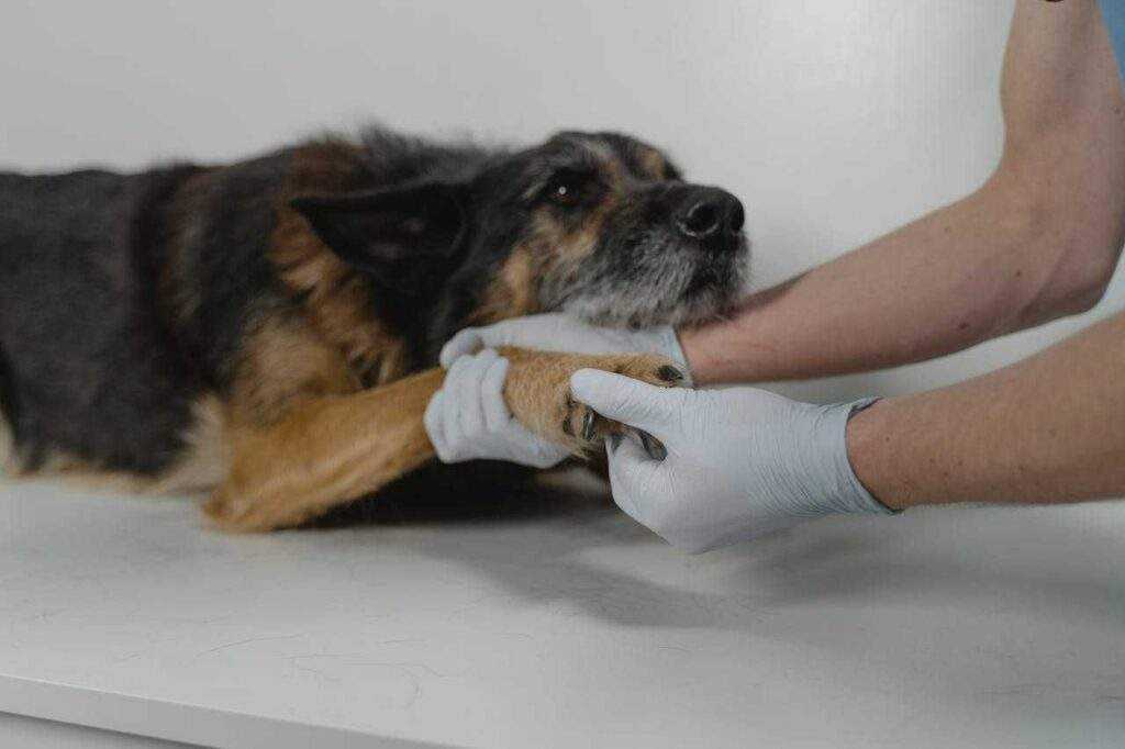 Healthy Paws: 10 Pawsome Ways to Keep Your Pup's Feet Fit 