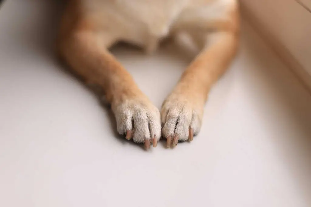 Paws and Insurance policies: Navigating the World of Pet Insurance with Confidence Paws and Insurance policies: Navigating the World of Pet Insurance with Confidence