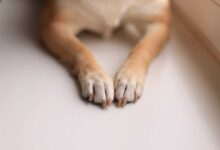 Healthy Paws: 10 Pawsome Ways to Keep Your Pup's Feet Fit