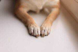 Paws and Insurance policies: Navigating the World of Pet Insurance with Confidence