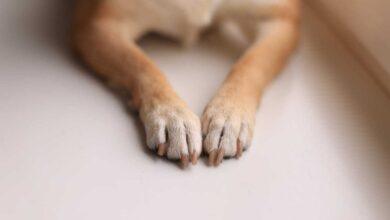 Healthy Paws: 10 Pawsome Ways to Keep Your Pup's Feet Fit