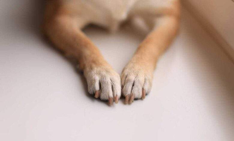 Healthy Paws: 10 Pawsome Ways to Keep Your Pup's Feet Fit