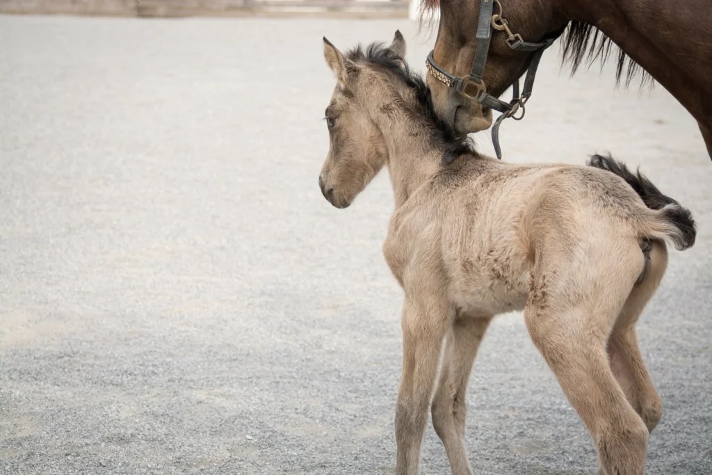 Are Ponies Good for First Time Horse Owner? 10 Family Benefits