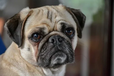 Pug Power: 12 Fun and Easy Indoor Games to Unleash Your Pug’s Pug Power! 12 Fun and Easy Indoor Games to Unleash Your Pug's