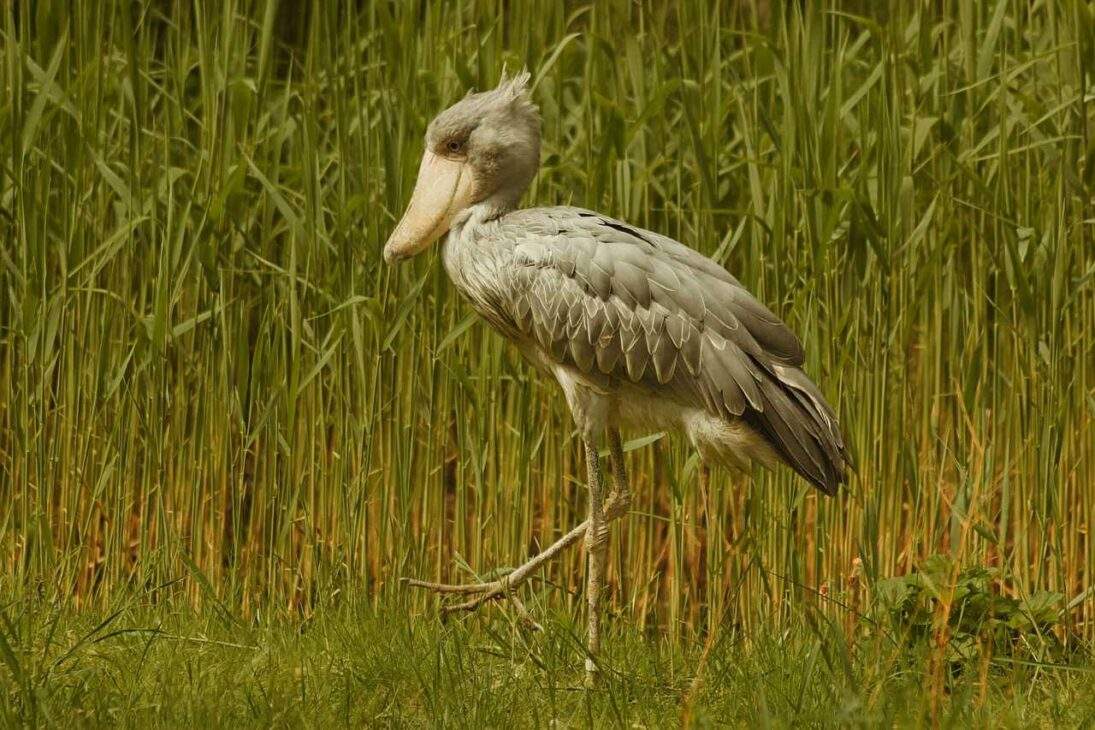 20 Amazing Bird Species You Didn't Know Existed