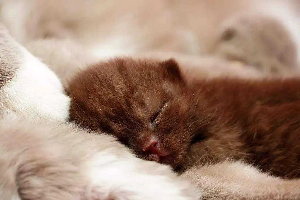 Kitten Training Made Easy: Tips for New Pet Owners