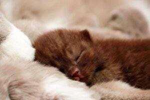 Kitten Training Made Easy: Tips for New Pet Owners