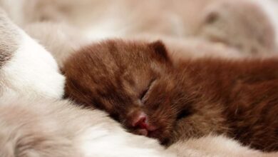 Kitten Training Made Easy: Tips for New Pet Owners